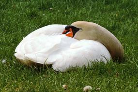 excellent beauty Swan Mute Concerns