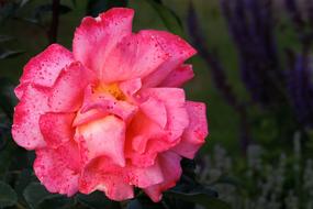 Blossom Bloom Rose