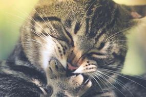 tabby domestic cat is licking paw