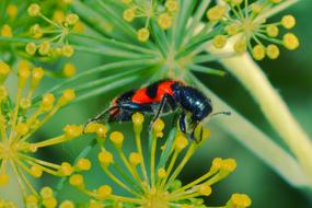 Insect Flowers Red yellow flowers