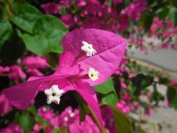 Bougainville Cyprus Plant