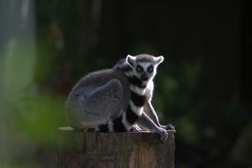 excellent beauty Monkey Ring Tailed Lemur