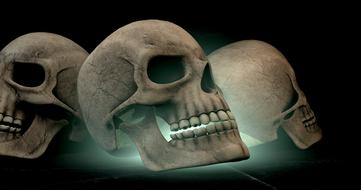 three human skulls, 3d model