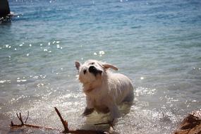 golden retriever in the water on a sunny day