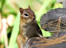 Chipmunk on stone in wild