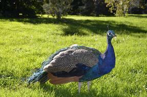 goodly Turkey Animal Peacock