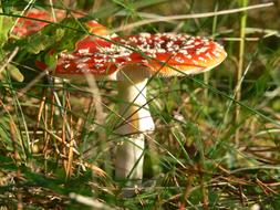 Toadstool Mushroom Nature