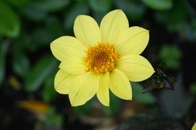 Flower Flora Yellow