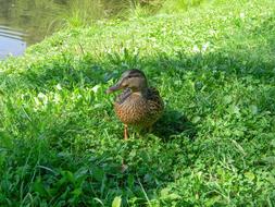 excellent beauty Duck Bird Lake