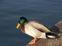 impressively beautiful Wild Ducks
