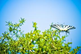 Scarce Swallowtail Butterfly perched green prickly plant