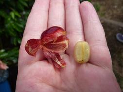 coffee tasty fruits