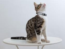 Cat Looking Up Sitting table