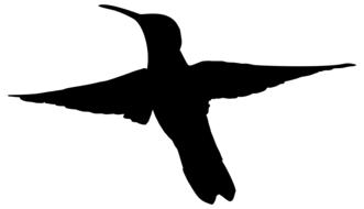 black hummingbird silhouette as illustration