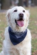 photo of a golden retriever with a black bandana