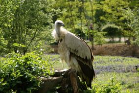 goodly Vulture Himalaya Animal