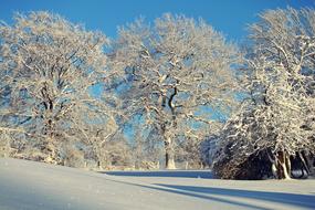 Winter Snow landscape nature