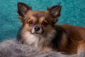 Beautiful, cute and colorful chihuahua dog at green and blue background