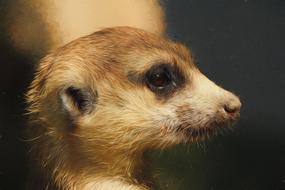 cute meerkat face digital art