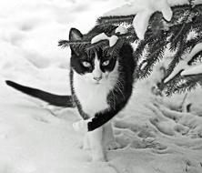 Black and white photo of the beautiful and cute cat under the branches in snow in winter