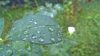 Rose Leaf Rain Drops