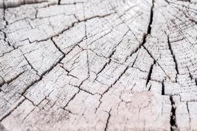 Wood Crack