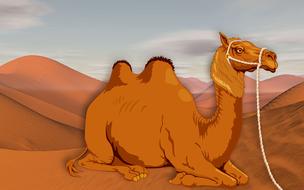 camel among sand dunes as an illustration