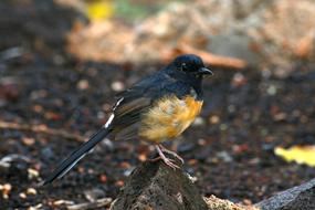 goodly Bird Nature Outdoors