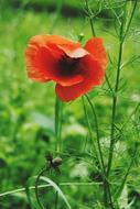 Poppy Plant Flower