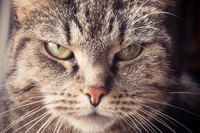 photo portrait of a serious domestic cat