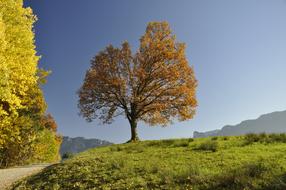 Autumn Trees on hill