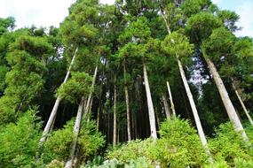 Forest Green Azores