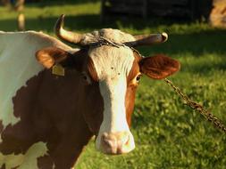 fabulous Cow Animal Farm