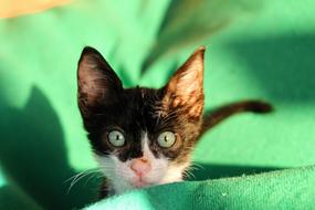 kitten with green eyes on a blurred background