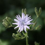Flower Weeds Plant