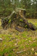 Forest Trunk Gardening