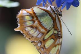 fabulous Butterfly Insect