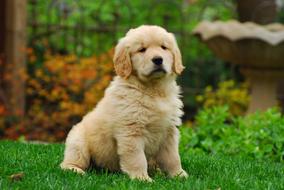 goodly Golden Retriever Puppy