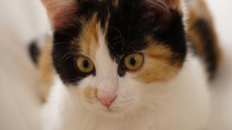 face of Young tricolor cat close up