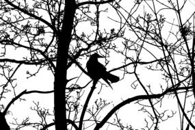 black silhouette of a bird on a black tree against a white sky