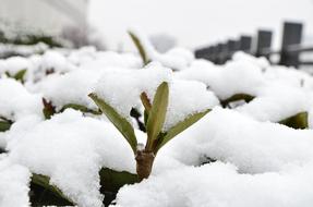 Snow Winter Plant