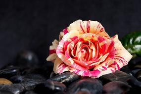 Pink Flower Nature Colorful