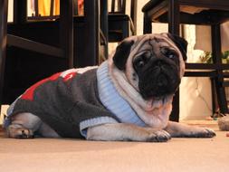 photo of a pug in a christmas sweater