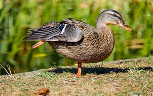 goodly Duck Bird brown