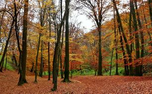 Forest Autumn