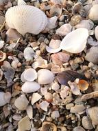 Mussels on Sea Beach