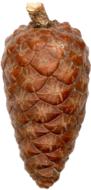 Isolated Pine Cones Nature