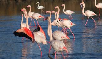 Flamingos Nature Animals