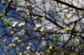 Spring Flowering tree