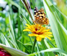 Butterfly Summer Flower